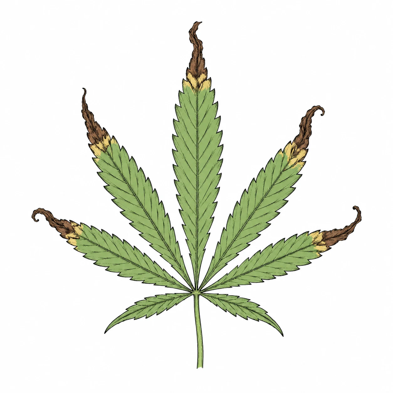 Cannabis Symptome: braune Blattspitzen erkennen