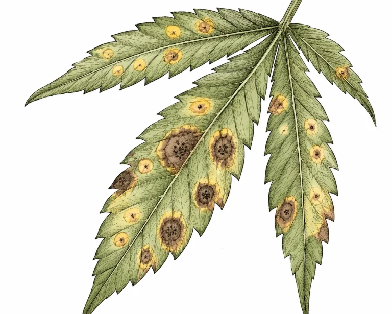 Close-up of a cannabis leaf with several round septoria spots at different stages